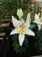 [5310 Sunny Azores No01.JPG]